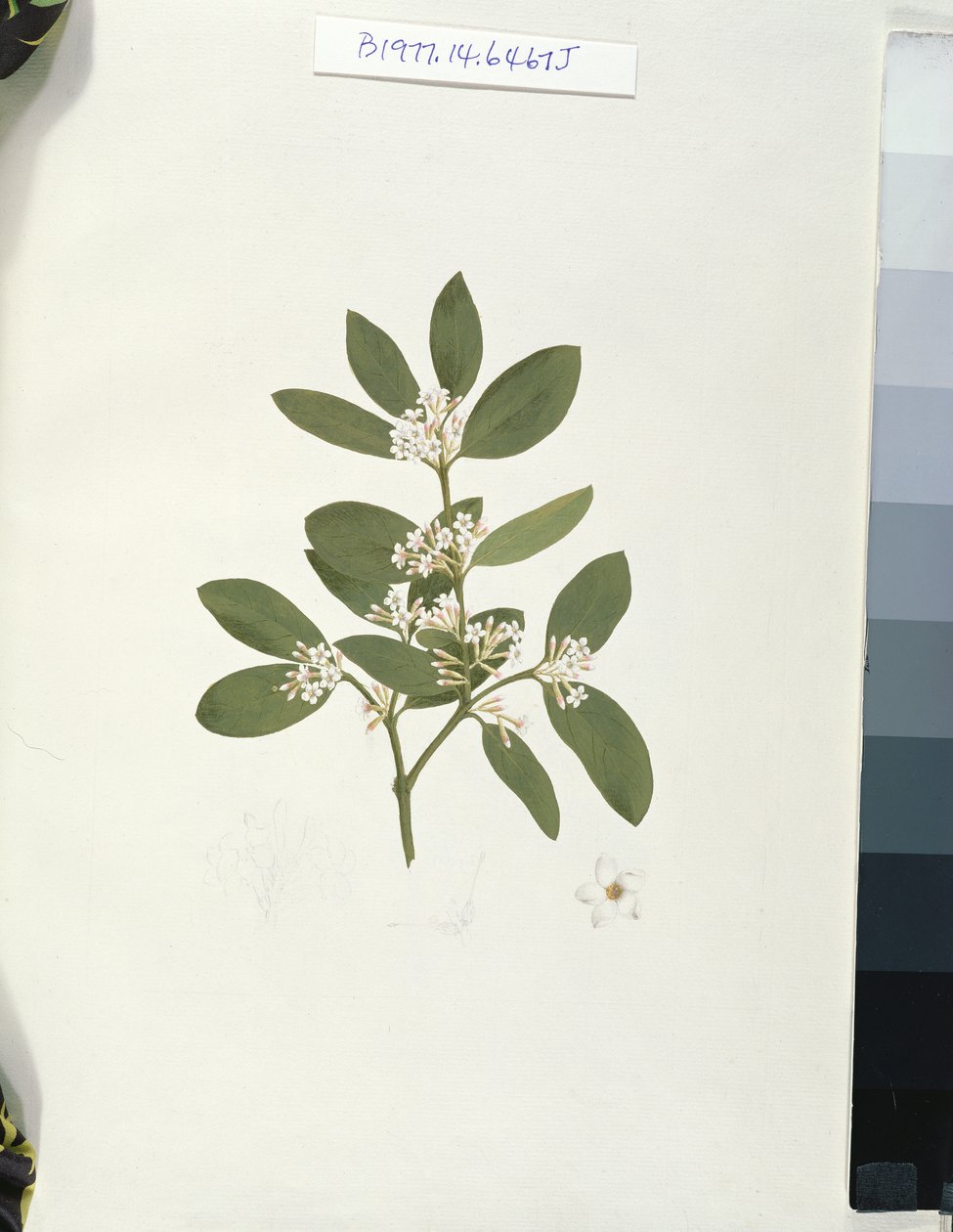 Botanische tekening, illustratie uit Veertig-en-een Botanische tekeningen met notities door Luigi Balugani