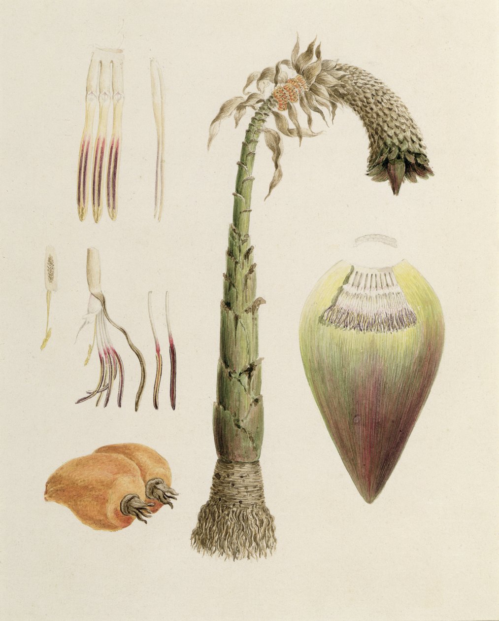 Ensete nr. 10, voorheen toegeschreven aan James Bruce (1730-94) door Luigi Balugani
