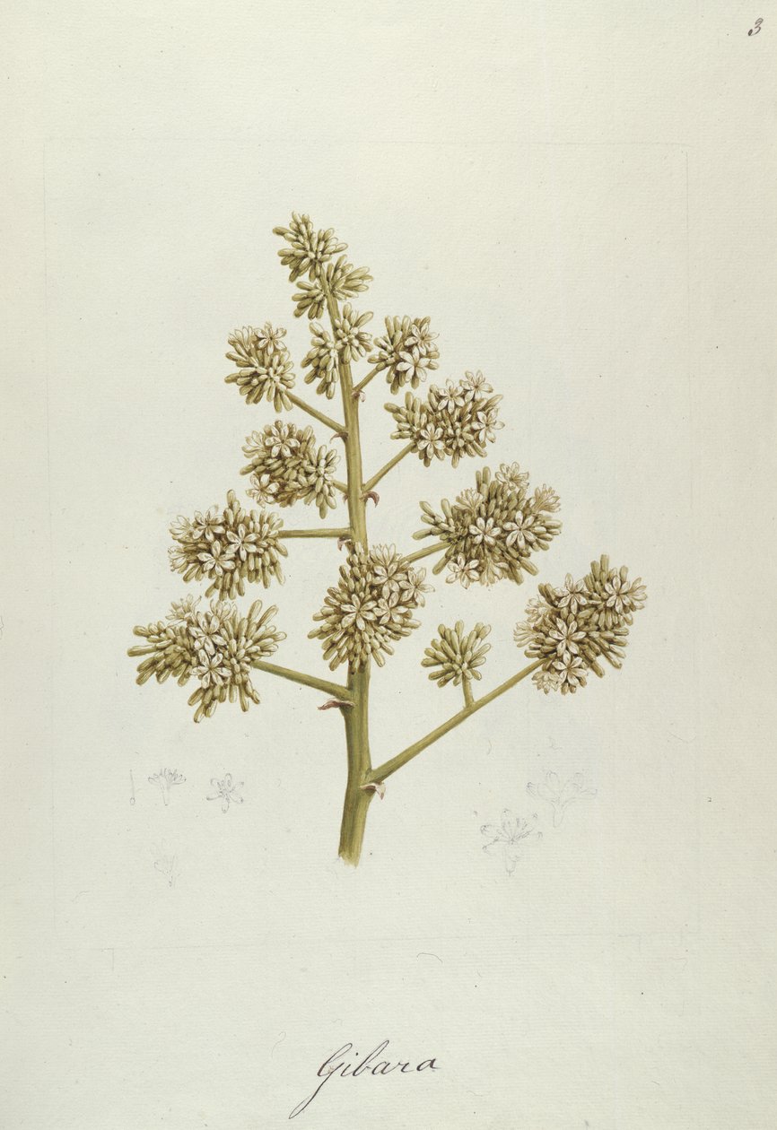 Gibara, illustratie uit Veertig-een Botanische Tekeningen met Aantekeningen door Luigi Balugani