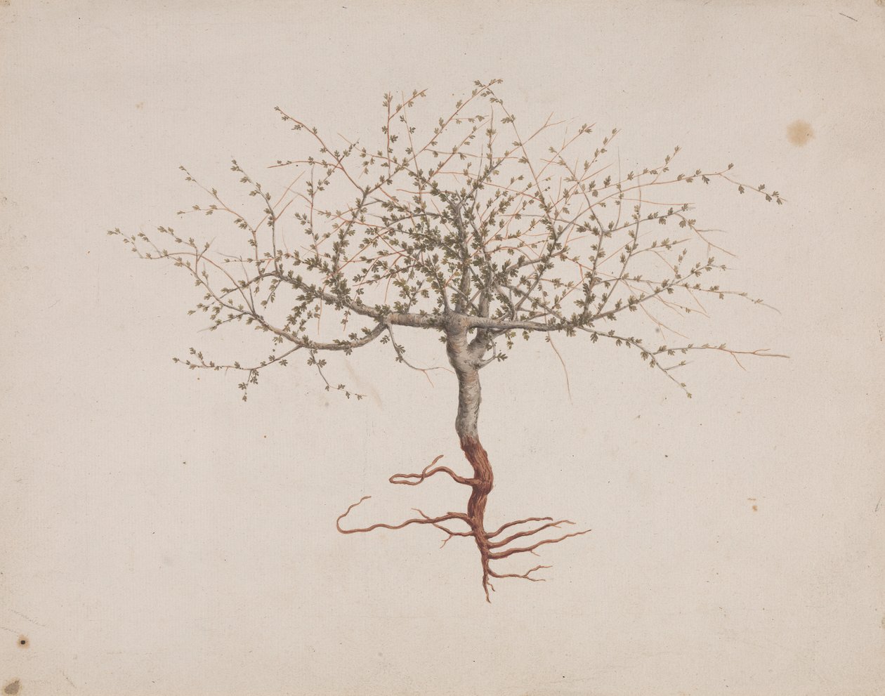 Commiphora gileadensis (L.) C. Chr. (Balsem van Gilead, Opobalsam): afgewerkte tekening van de boom (met wortels) door Luigi Balugani