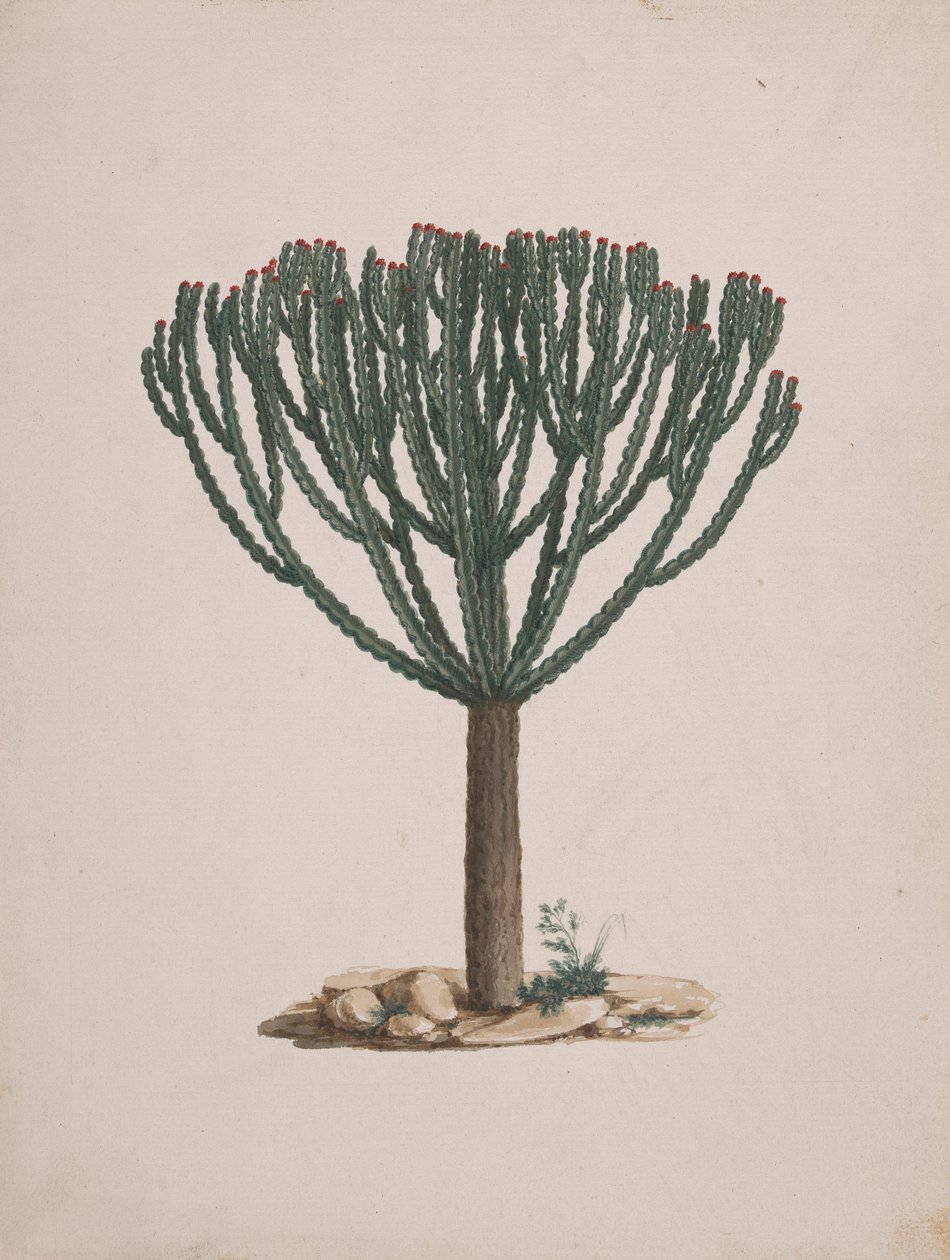 Euphorbia abyssinica J.F. Gmel. (Ethiopische boomwolfsmelk): afgewerkte tekening van de boom door Luigi Balugani