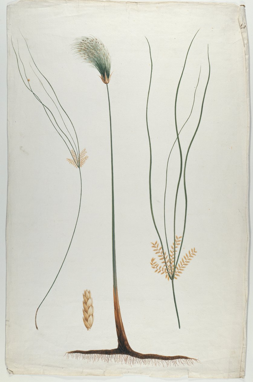 Papyrus (Plant en worteldetail), naar James Abyssinian Bruce (1730-94) door Luigi Balugani