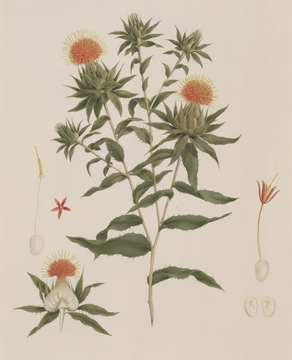 Sussa (Bladeren, Bloemen en Details) voorheen toegeschreven aan James Bruce (1730-94) door Luigi Balugani