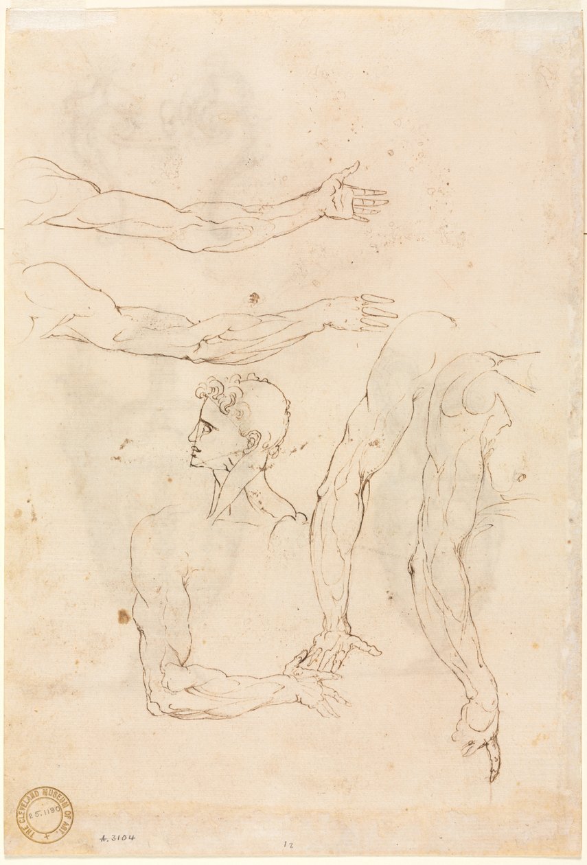 Schetsen van Vijf Armen en een Hoofd verso, midden 1500s door Luzio Romano