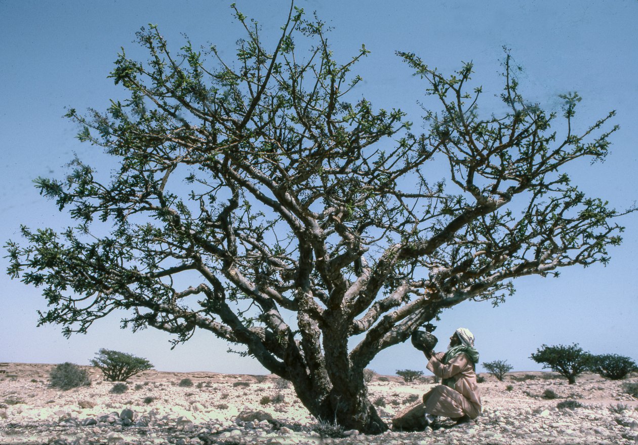 Man verzamelt de wierookhars van een Boswellia-boom in Oman door Lynn Abercrombie
