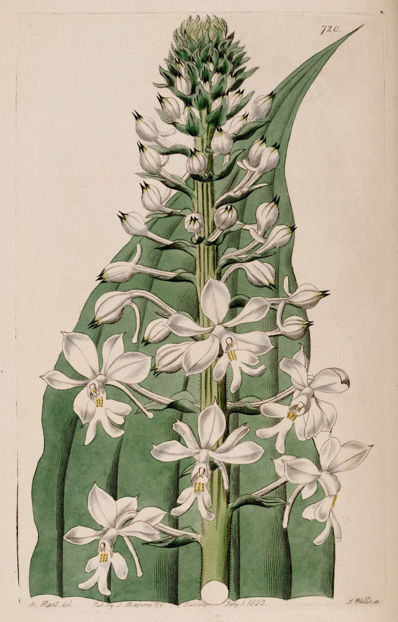 Illustratie van Calanthe triplicata (als syn. Calanthe veratrifolia) (bloeiwijze) door M. Hart