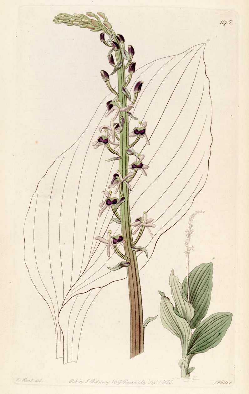 Illustratie van Liparis nervosa ssp. nervosa (als syn. Liparis elata) door M. Hart