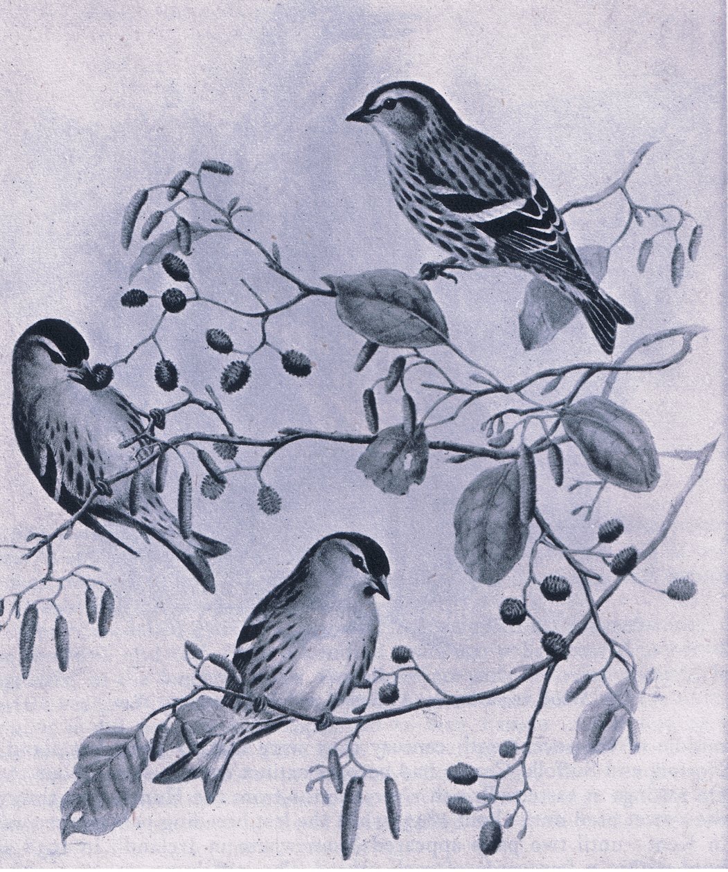 Sijzen, Natuur in Groot-Brittannië uitgegeven door Collins, 1946 door M. Hart