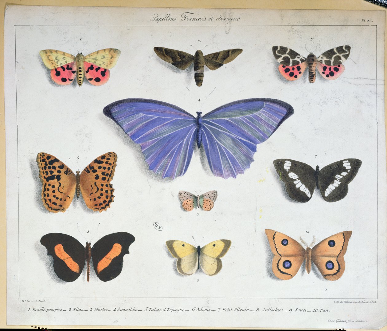 Franse en buitenlandse vlinders, gegraveerd door Villain, c.1830-40 door Madame Feraud