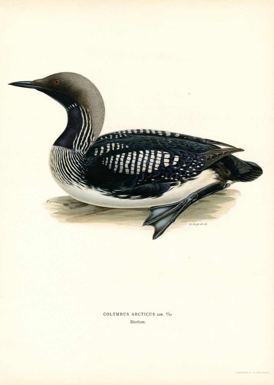 Geelsnavelduiker door Magnus Ferdinand and Wilhelm von Wright
