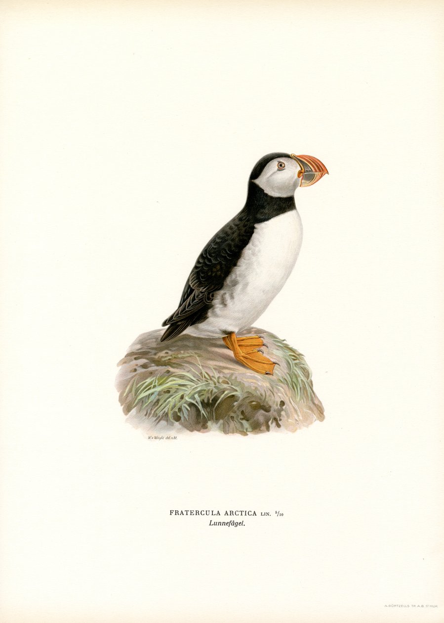 Papegaaiduiker door Magnus Ferdinand and Wilhelm von Wright