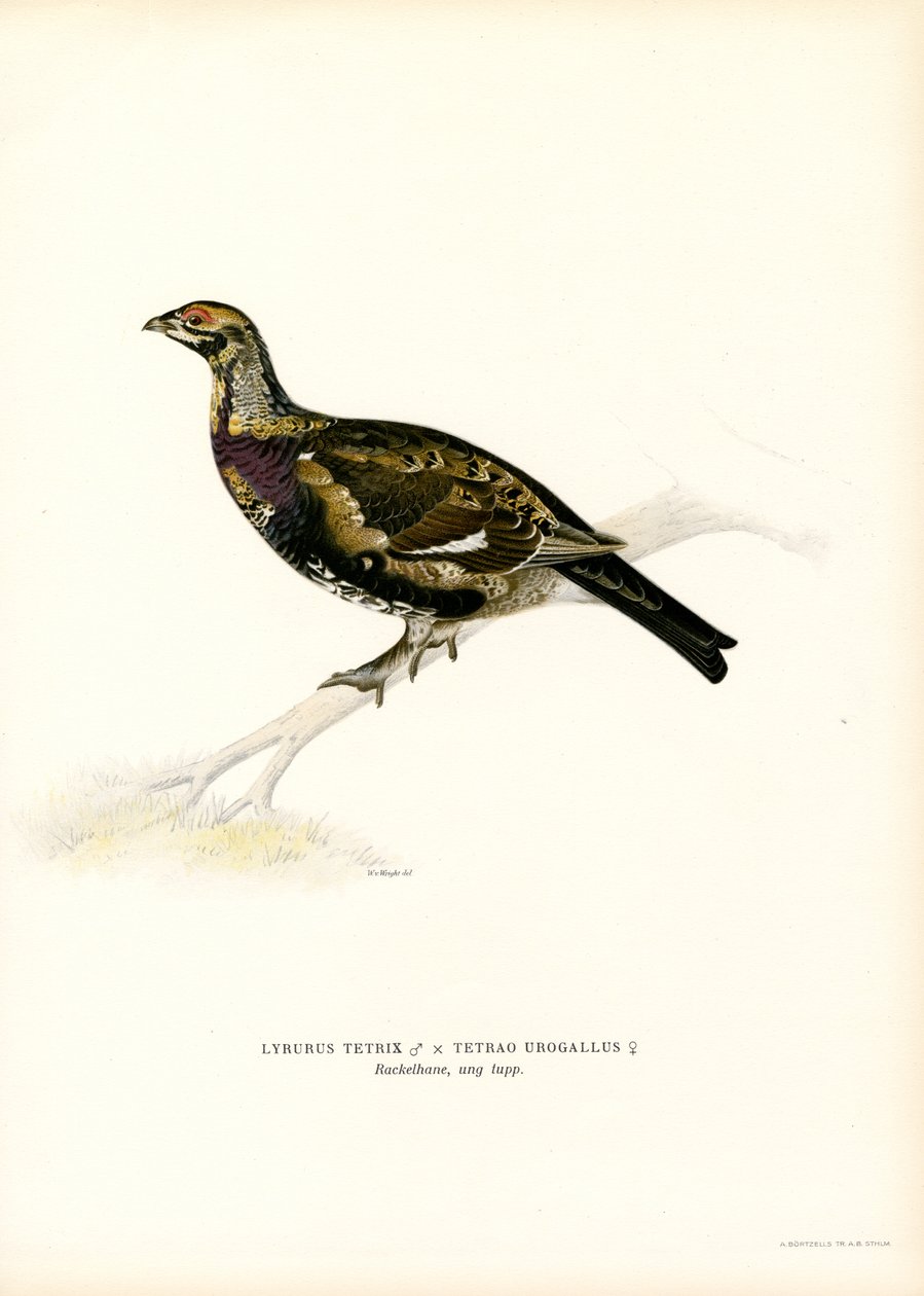 Korhoen x Auerhoen door Magnus Ferdinand and Wilhelm von Wright