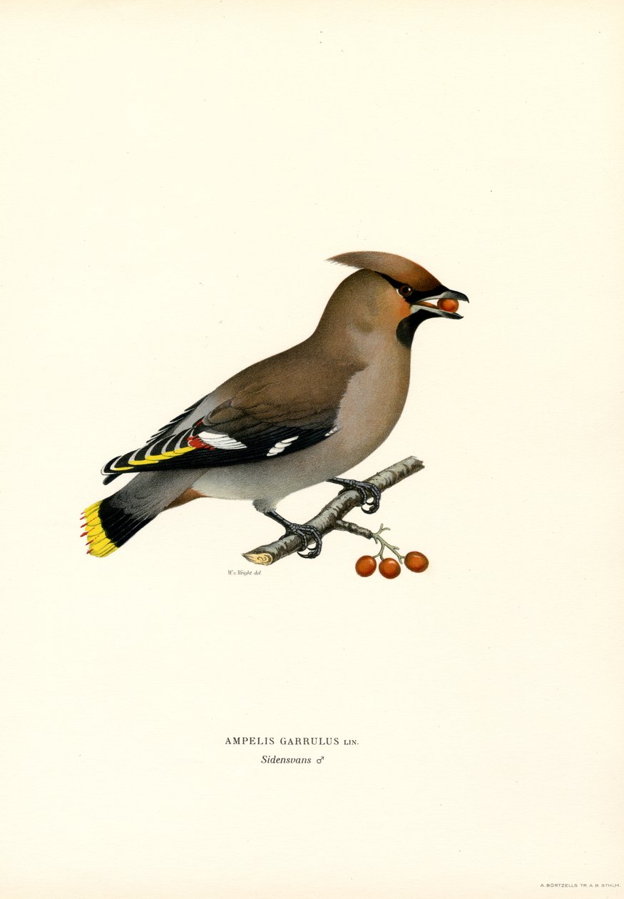 Pestvogel door Magnus Ferdinand and Wilhelm von Wright