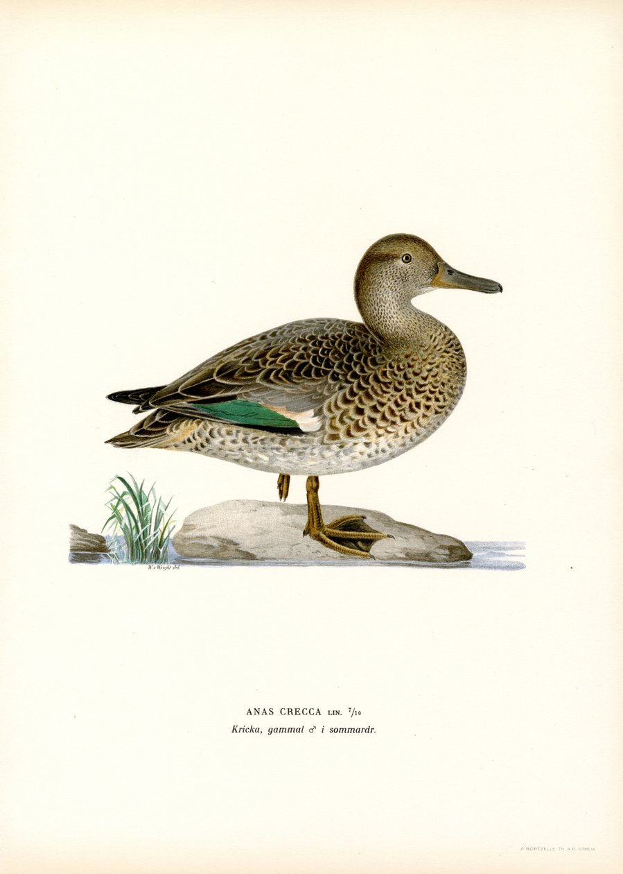 Eurasische Wintertaling door Magnus Ferdinand and Wilhelm von Wright