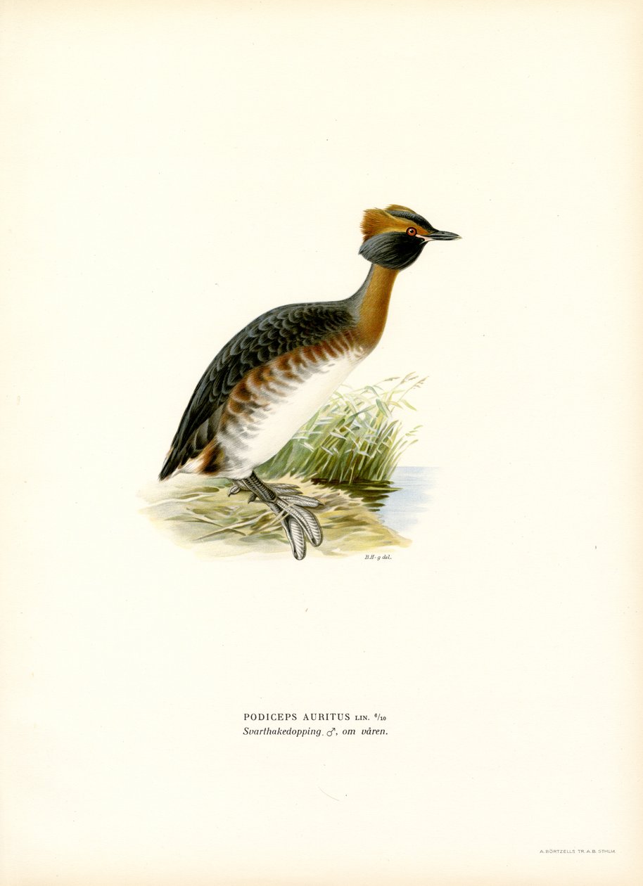 Kuifduiker door Magnus Ferdinand and Wilhelm von Wright