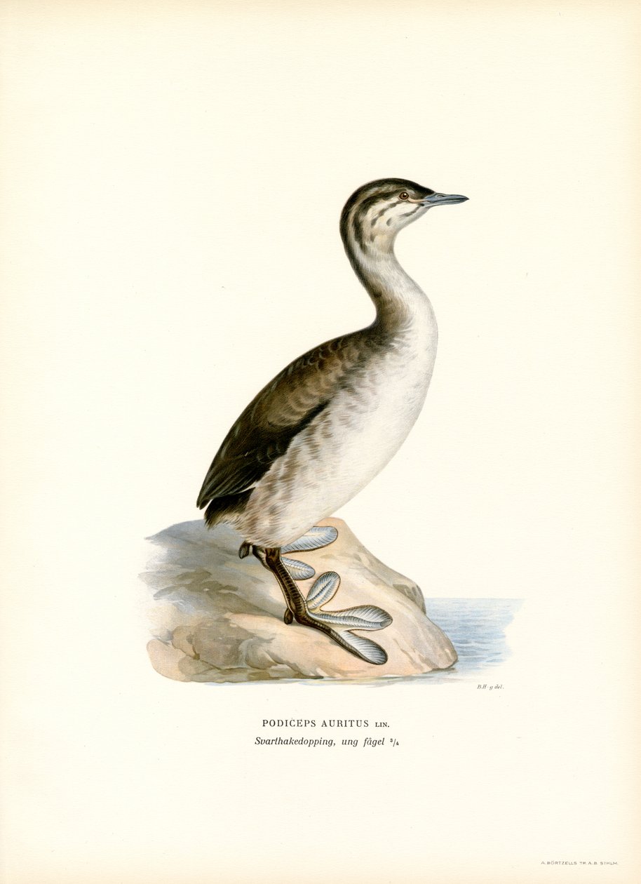 Kuifduiker door Magnus Ferdinand and Wilhelm von Wright