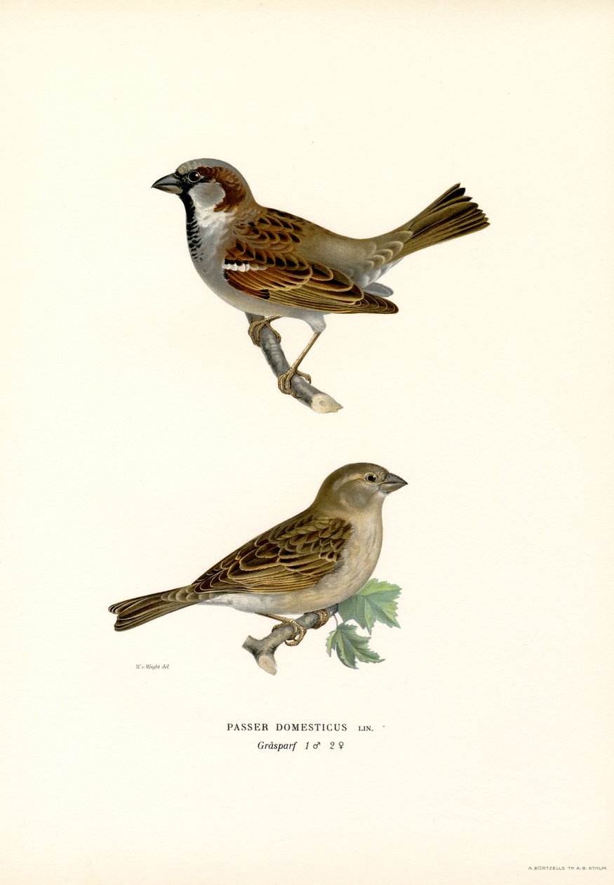 Huismus door Magnus Ferdinand and Wilhelm von Wright