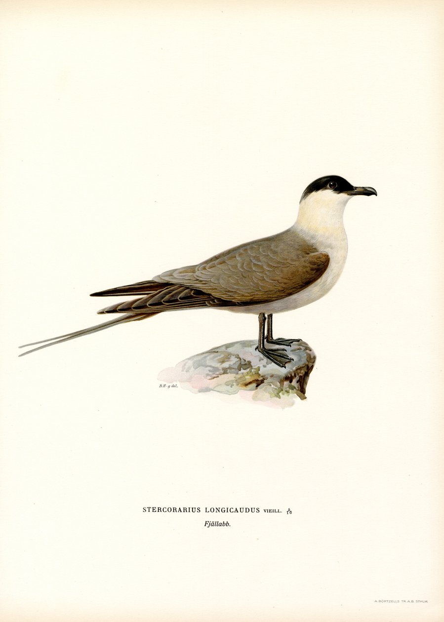 Kleine Jager door Magnus Ferdinand and Wilhelm von Wright