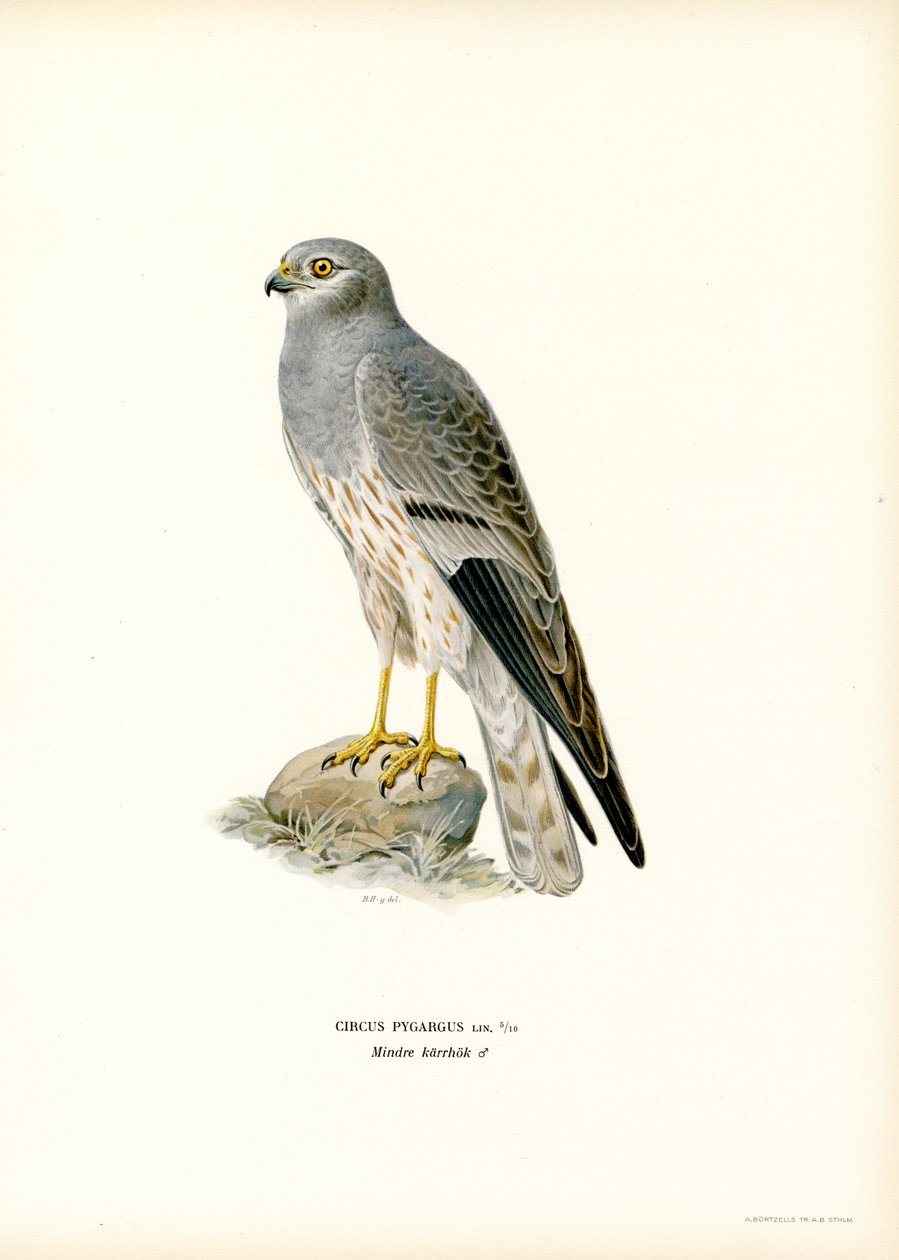 Grauwe Kiekendief (kleur litho) door Magnus Ferdinand and Wilhelm von Wright