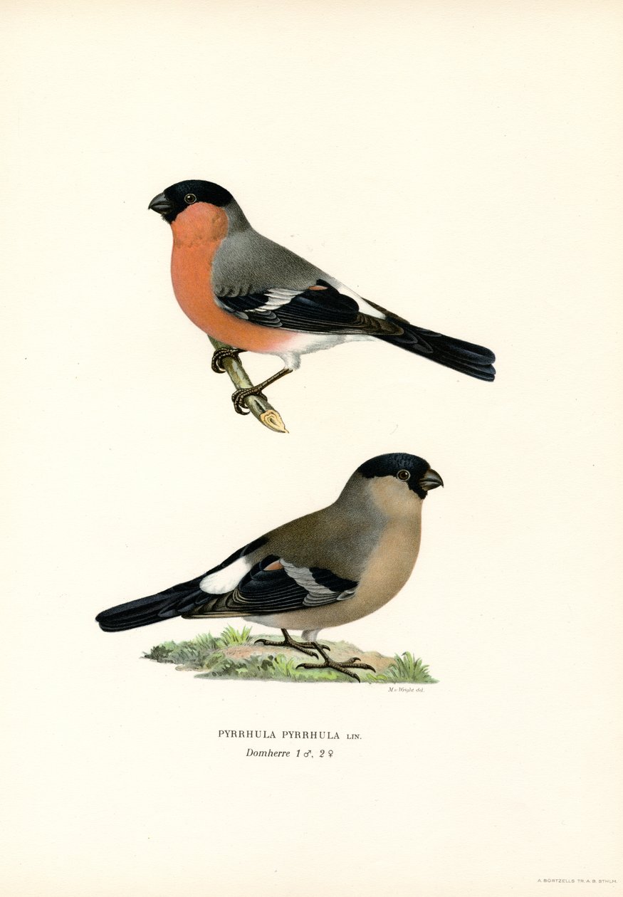 Noord-Euraziatische Goudvink door Magnus Ferdinand and Wilhelm von Wright