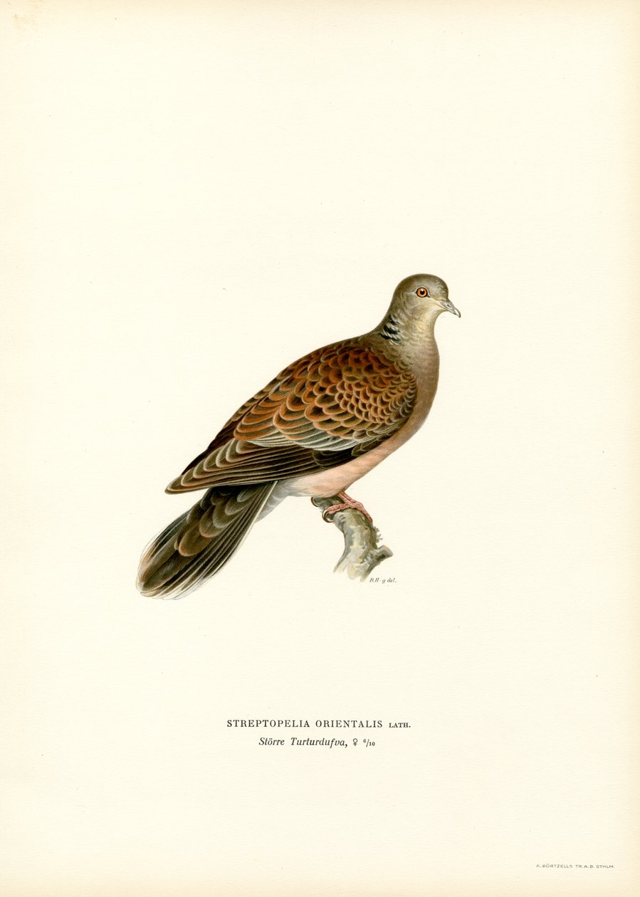 Indische Tortelduif door Magnus Ferdinand and Wilhelm von Wright
