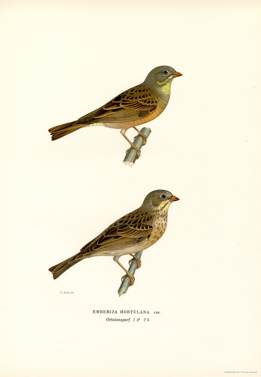 Ortolaan door Magnus Ferdinand and Wilhelm von Wright