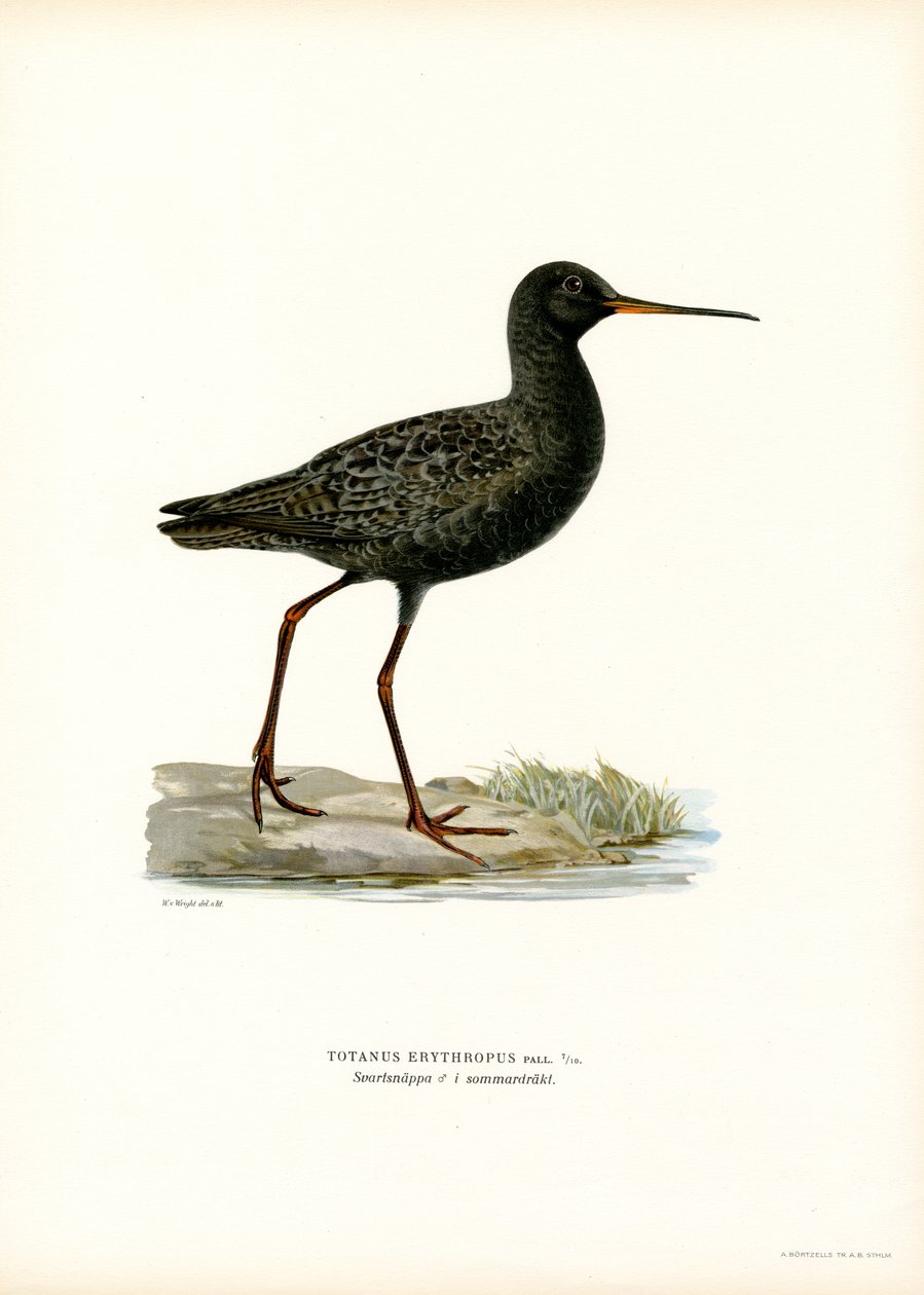 Zwarte Ruiter door Magnus Ferdinand and Wilhelm von Wright