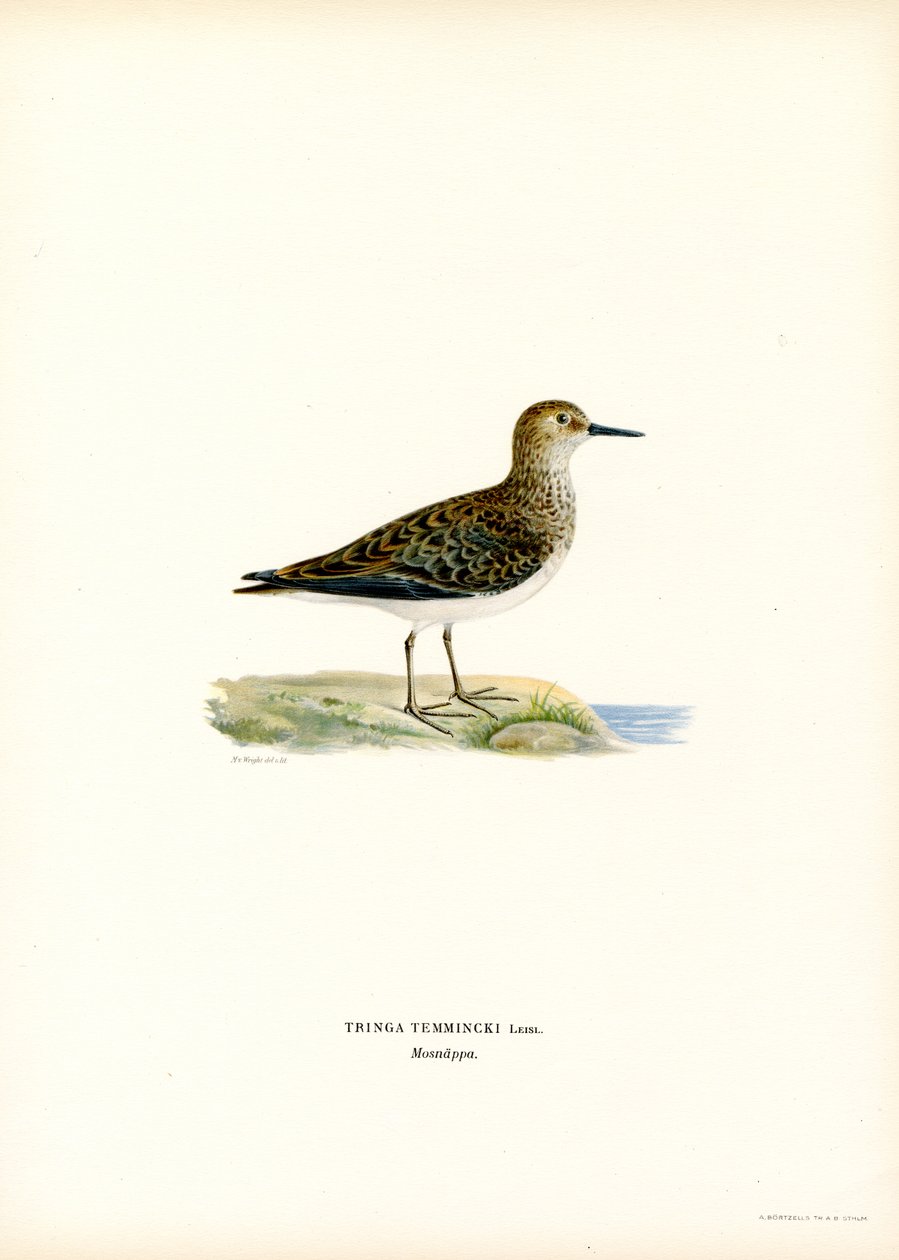 Temmincks Strandloper door Magnus Ferdinand and Wilhelm von Wright