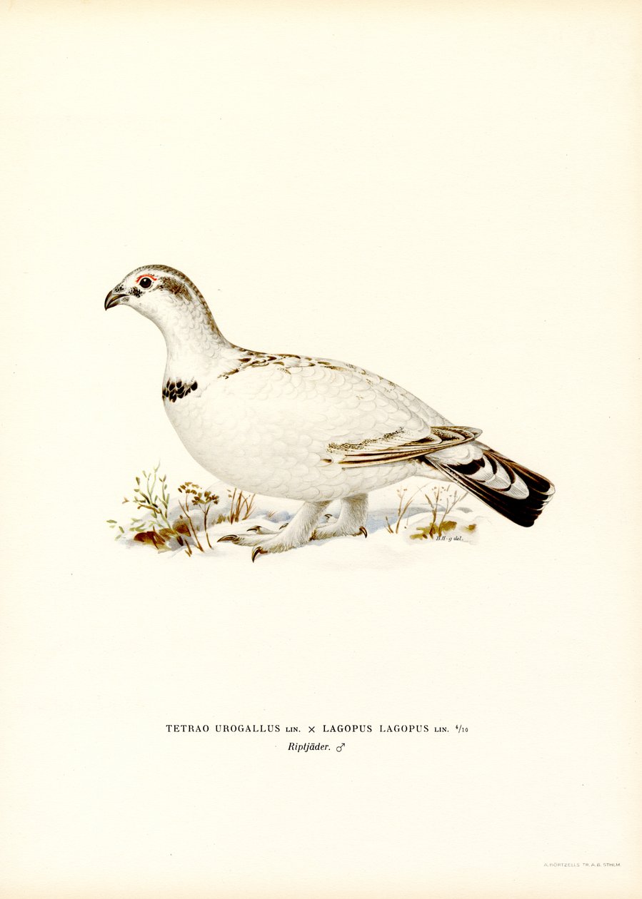 Auerhoen x Sneeuwhoen door Magnus Ferdinand and Wilhelm von Wright