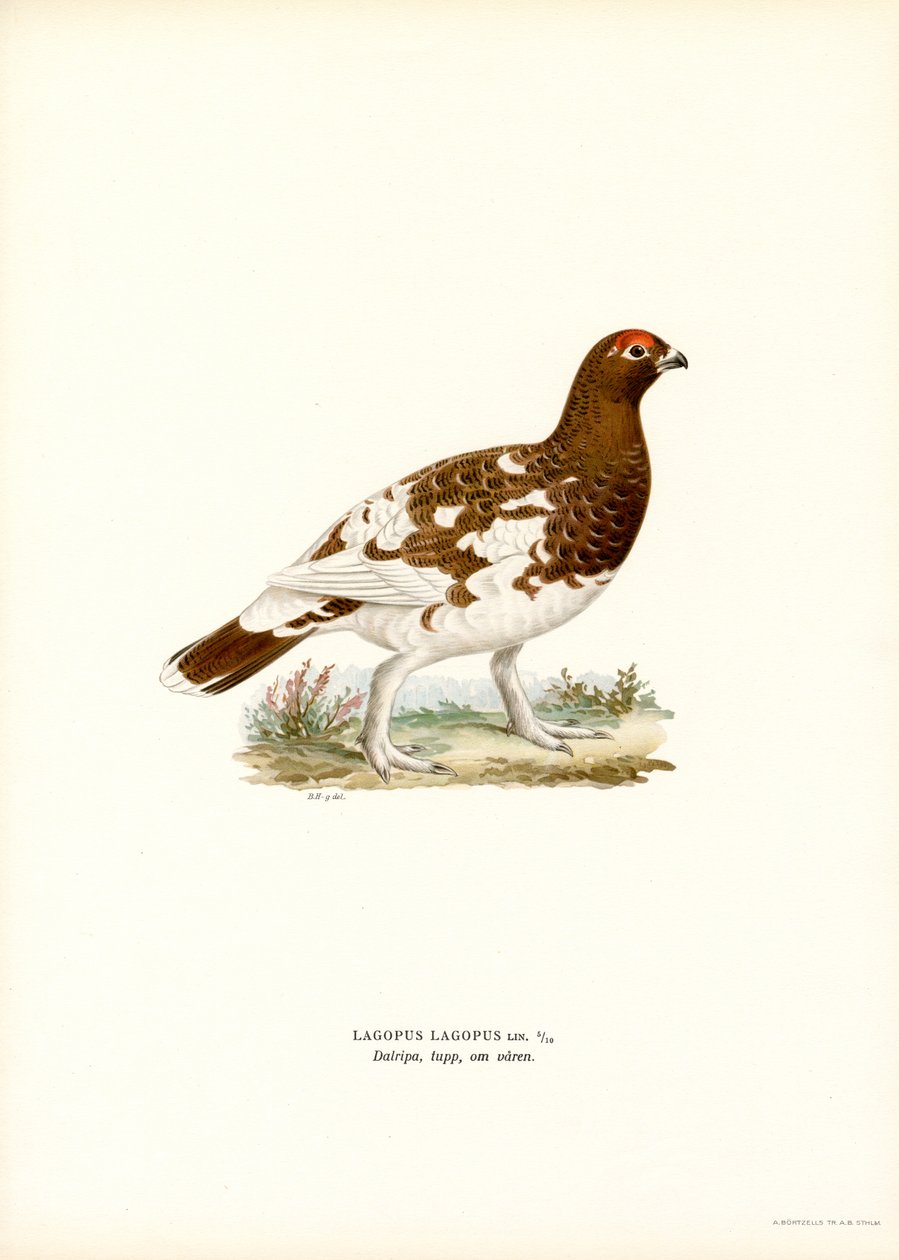 Willow Ptarmigan door Magnus Ferdinand and Wilhelm von Wright