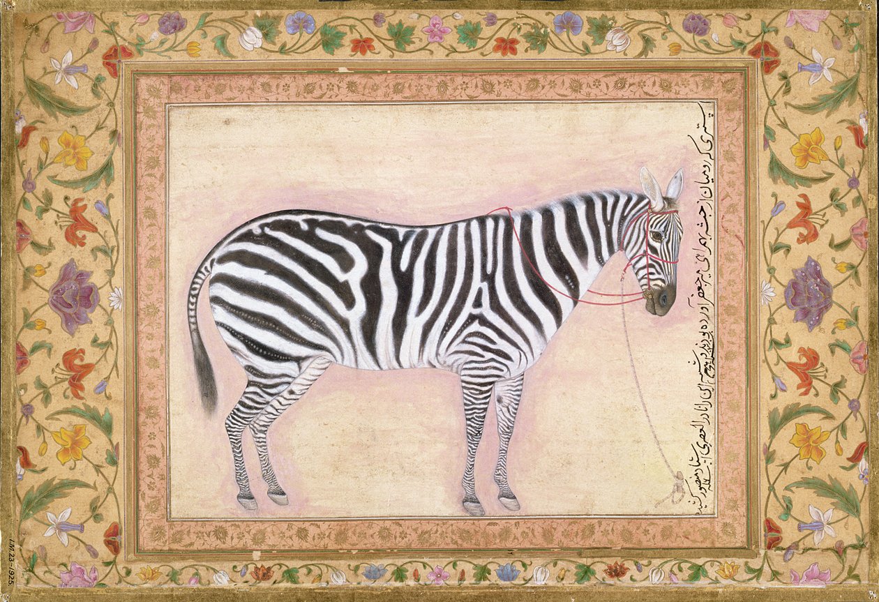 Zebra, uit het 