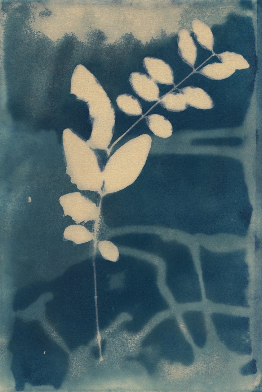 Cyanotypie, 2023 (cyanotypie op papier) door Marco Campedelli