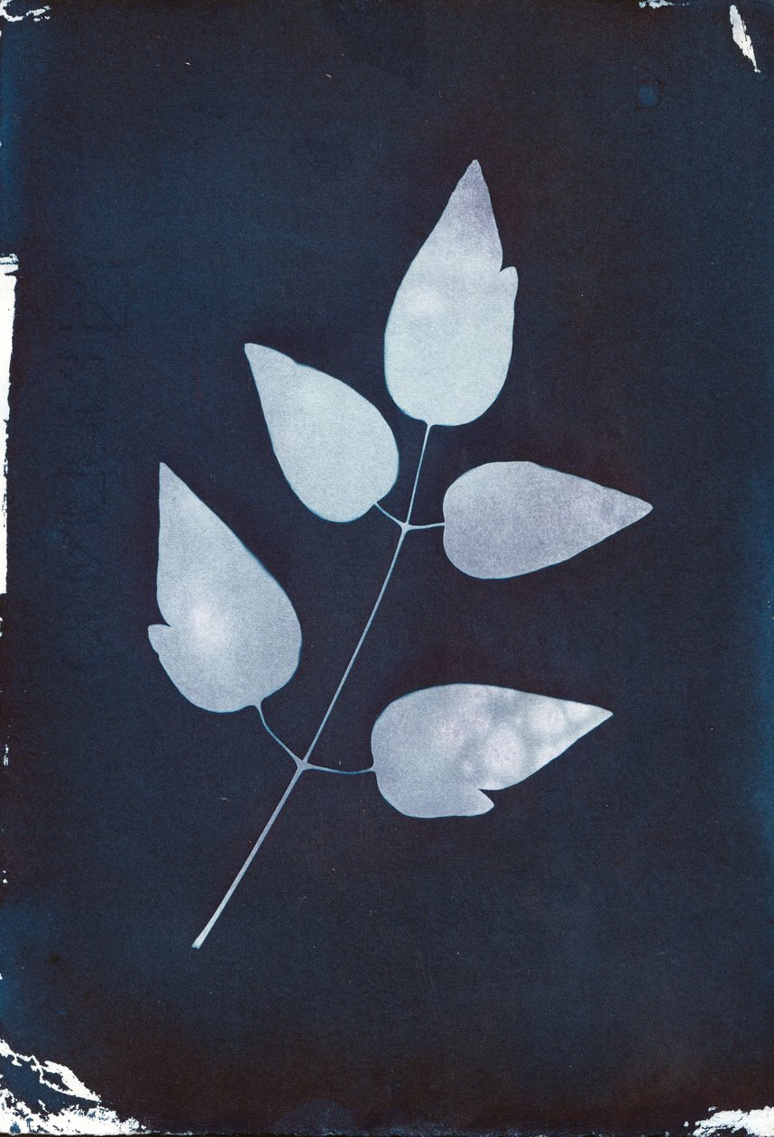 Cyanotypie, 2023 (cyanotypie op papier) door Marco Campedelli