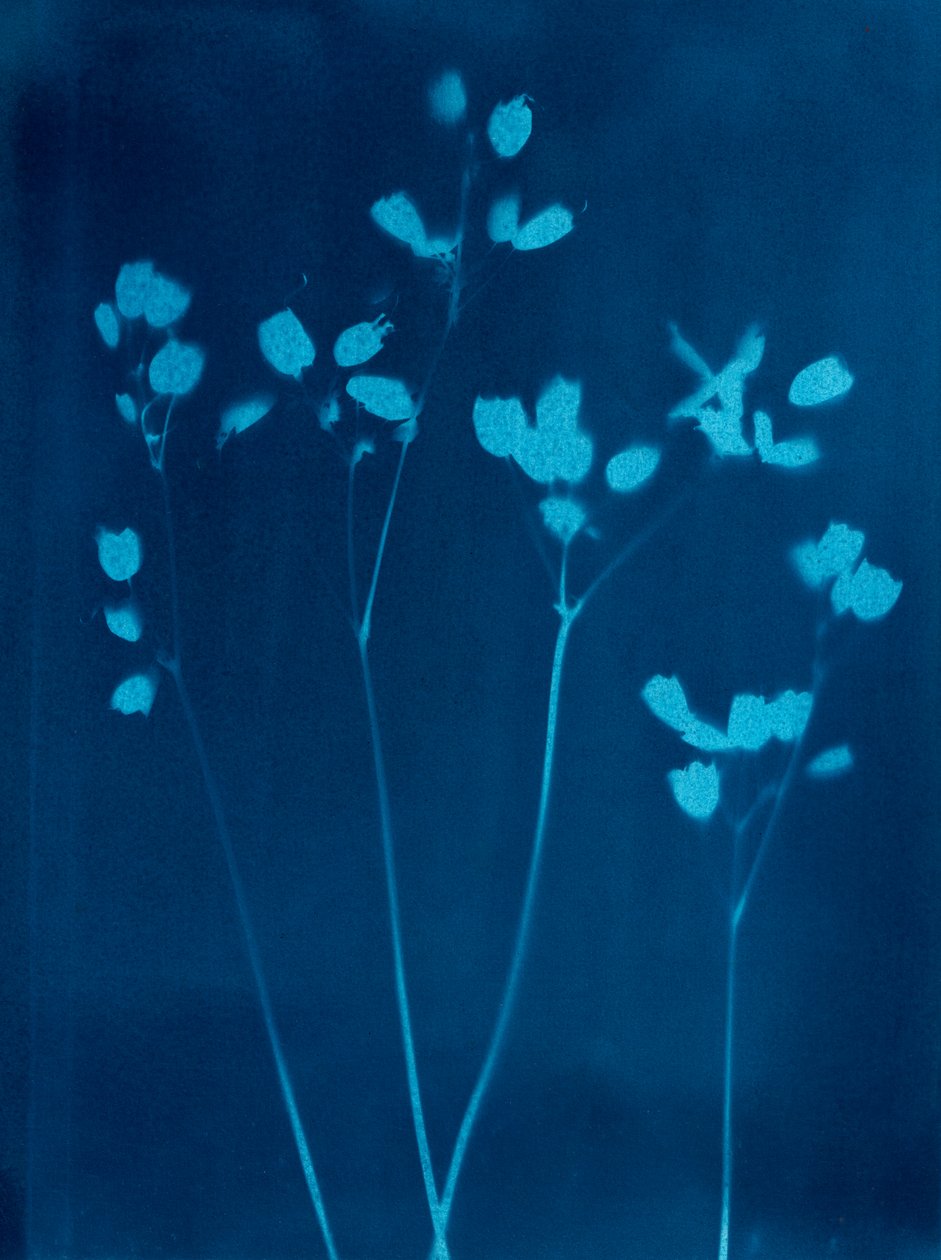 Kleine bloemen, 2023 (cyanotypie) door Marco Campedelli