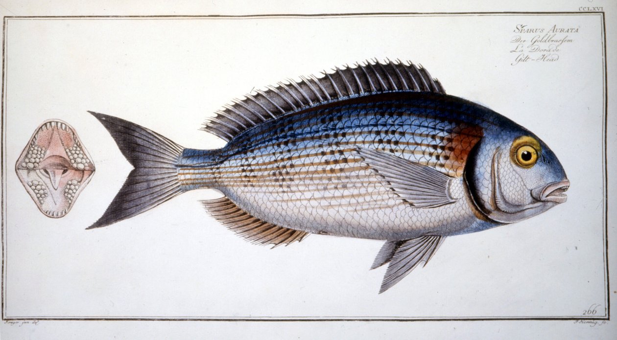 Natuurhistorische plaat: De brasem van Marc Elieser Bloch Ichtyologie Parijs - Berlijn - Londen 1787 door Marcus Élieser Bloch
