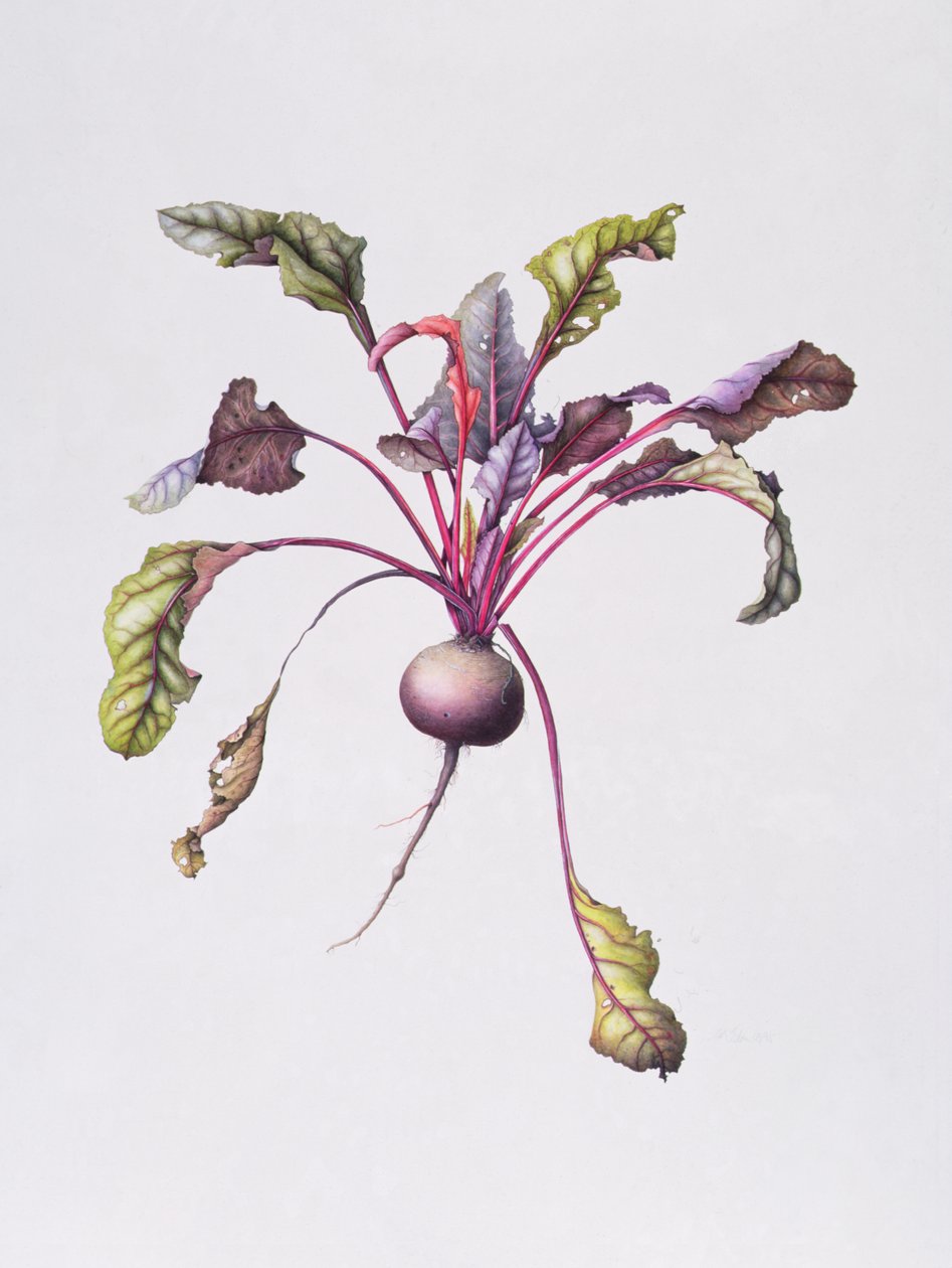 Biet, 1995 door Margaret Ann Eden