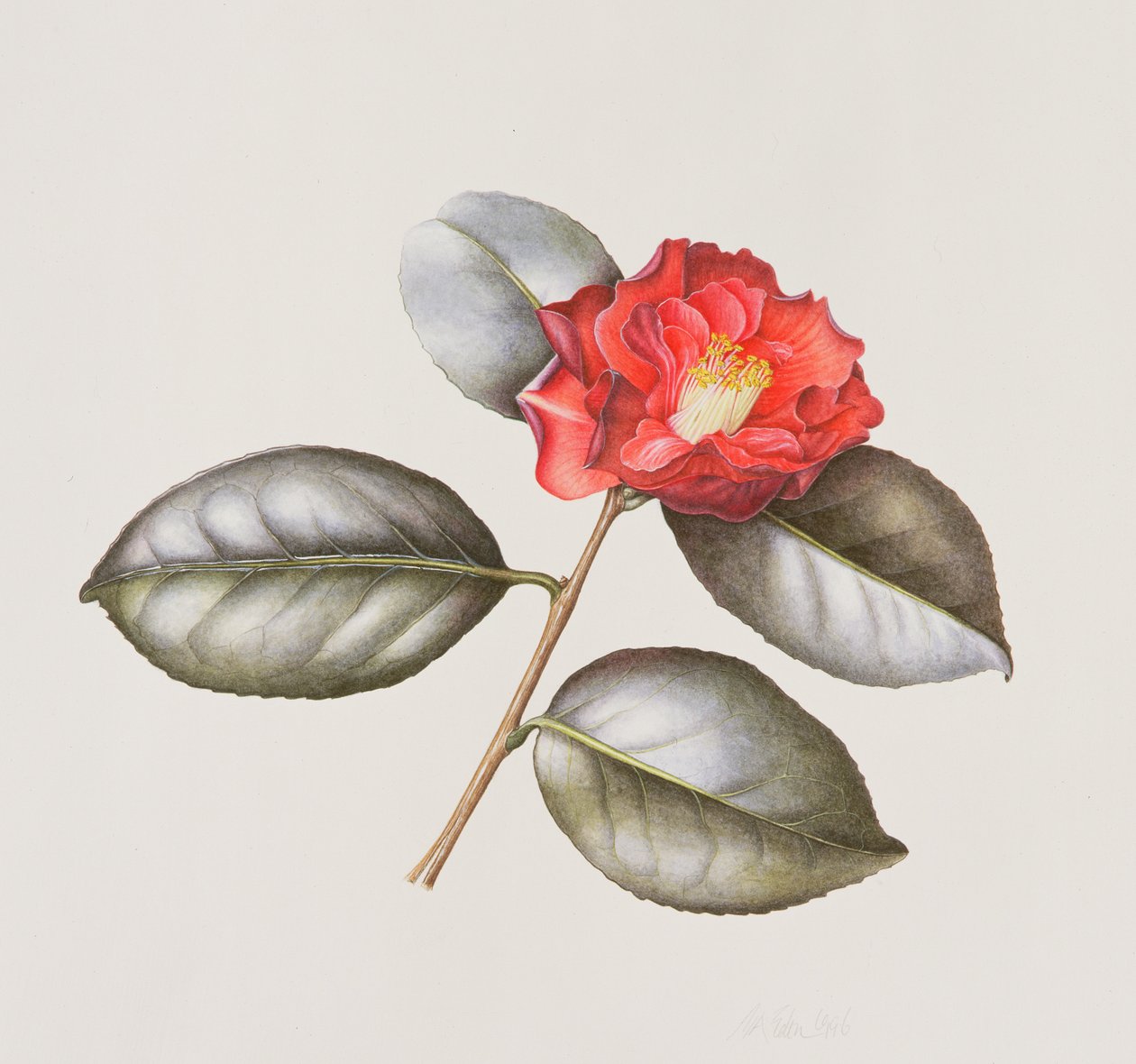 Camelia Japonica Adolphe Anderson, 1996 door Margaret Ann Eden