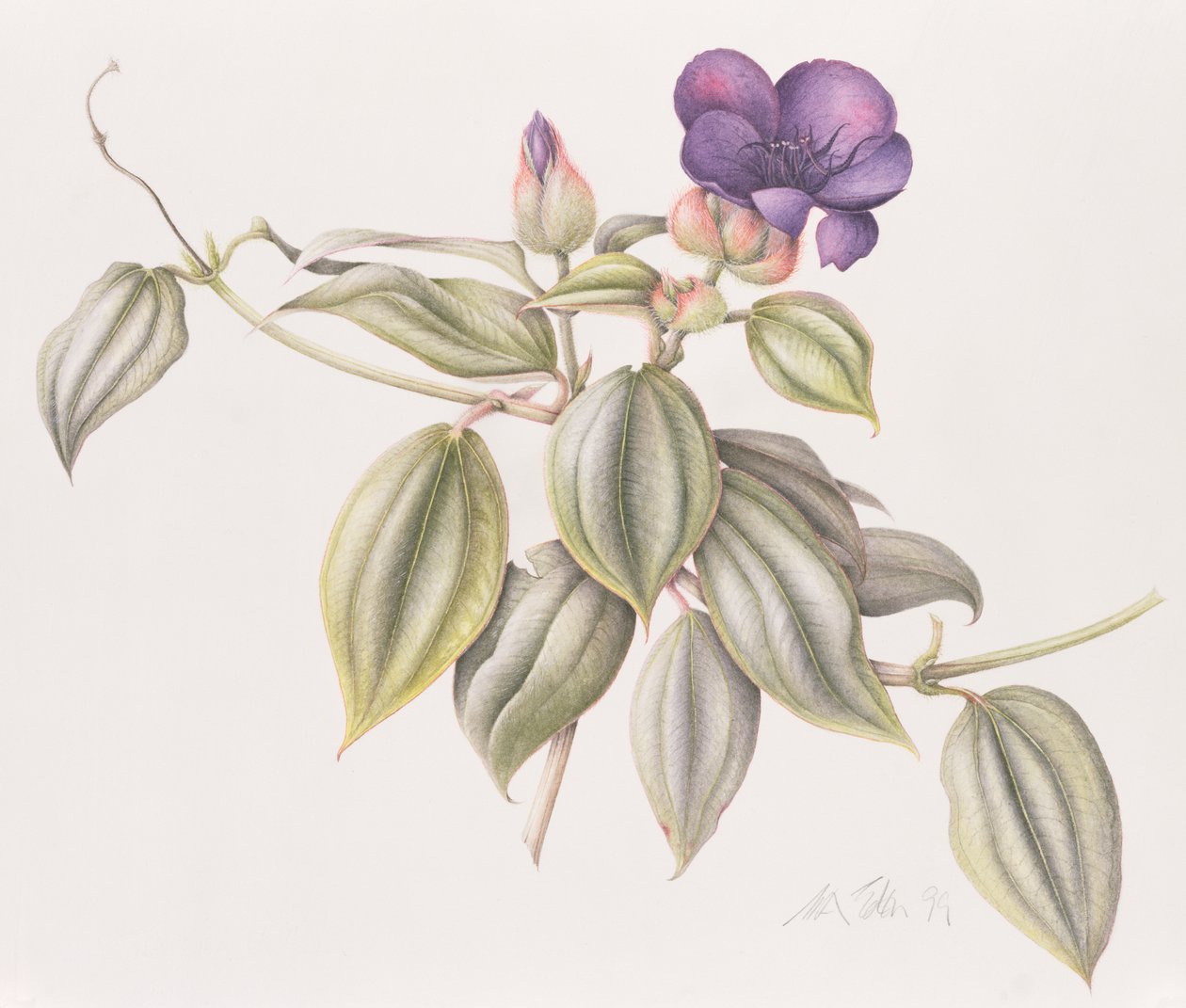 Glorie bloem (Tibouchina Urvilleana) 1999 door Margaret Ann Eden
