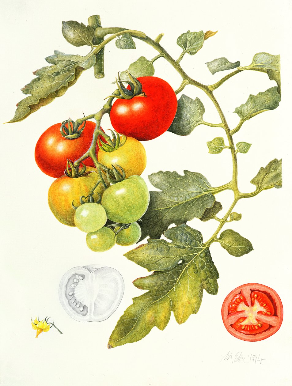 Tomaten, 1994 door Margaret Ann Eden