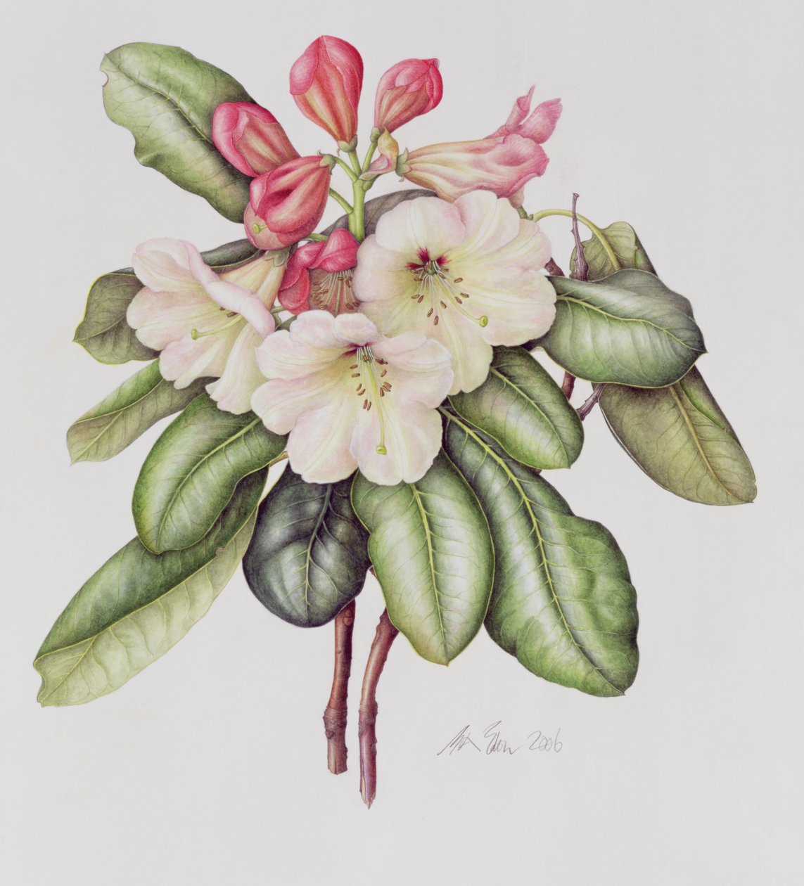Rhododendron door Margaret Ann Eden