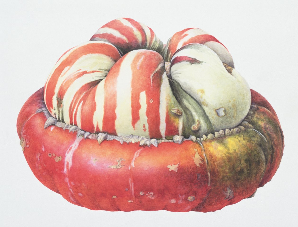 Turkse tulbandpompoen, 1995 door Margaret Ann Eden