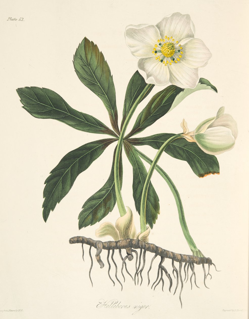 Zwarte Helleborus of Kerstroos, uit Bloemillustraties van de Seizoenen, uitgegeven 1829 door Margaret Roscoe