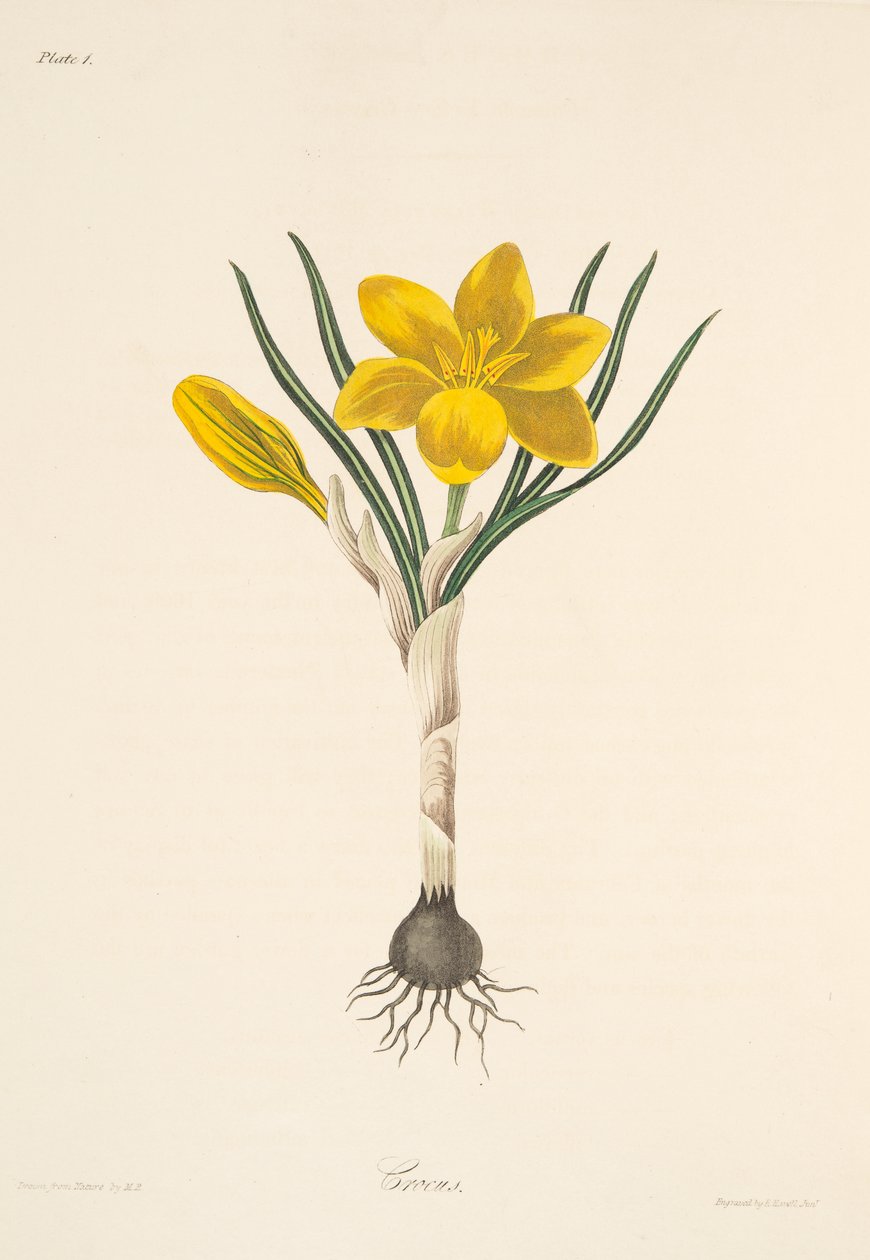 Gewone Gele Krokus, uit Bloemillustraties van de Seizoenen, uitgegeven 1829 door Margaret Roscoe