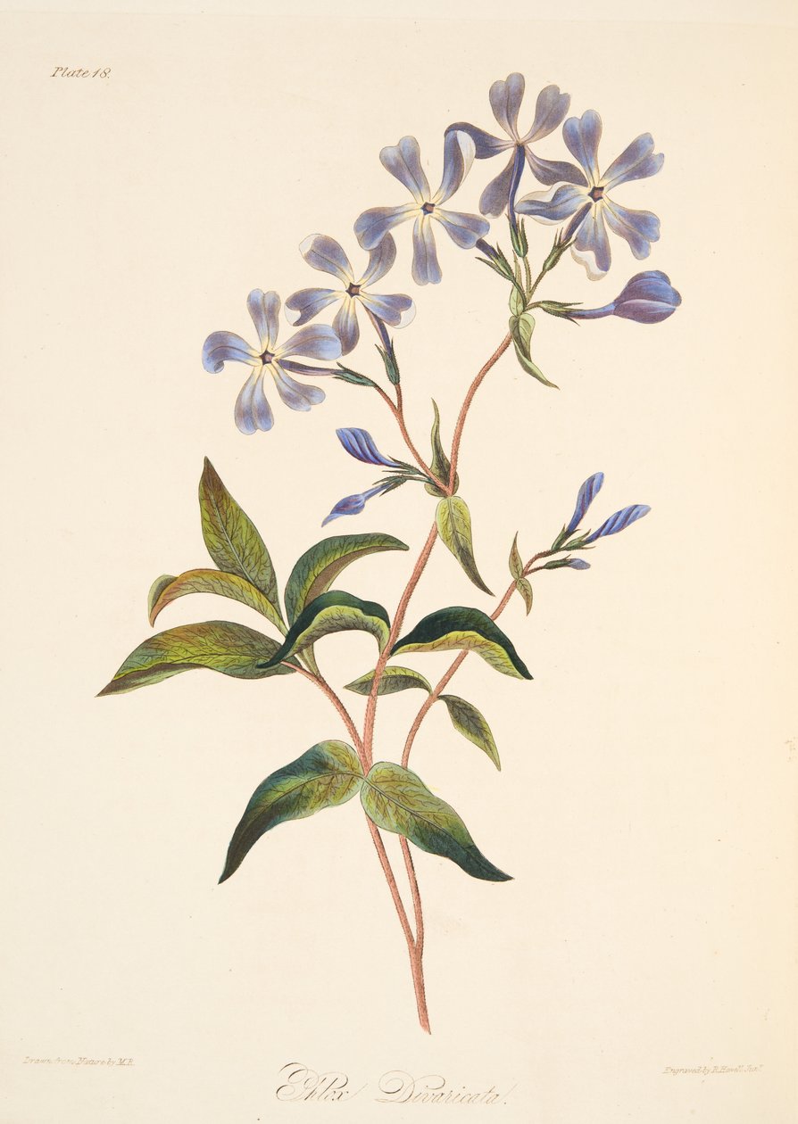 Vroegbloeiende Lychnidea, uit Bloemillustraties van de Seizoenen, uitgegeven 1829 door Margaret Roscoe