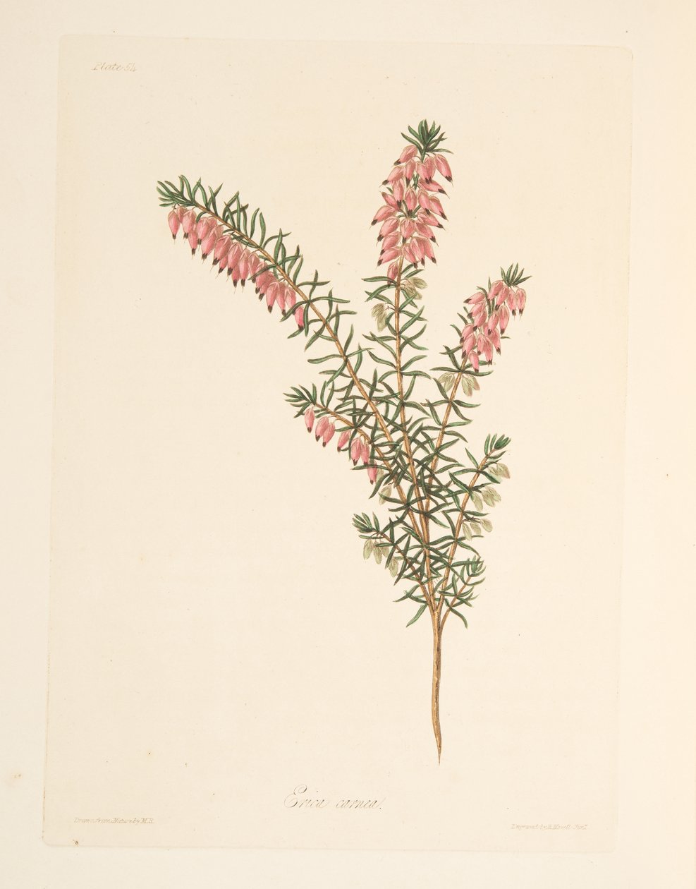 Vleeskleurige, vroegbloeiende Heide, uit Bloemillustraties van de Seizoenen, uitgegeven 1829 door Margaret Roscoe