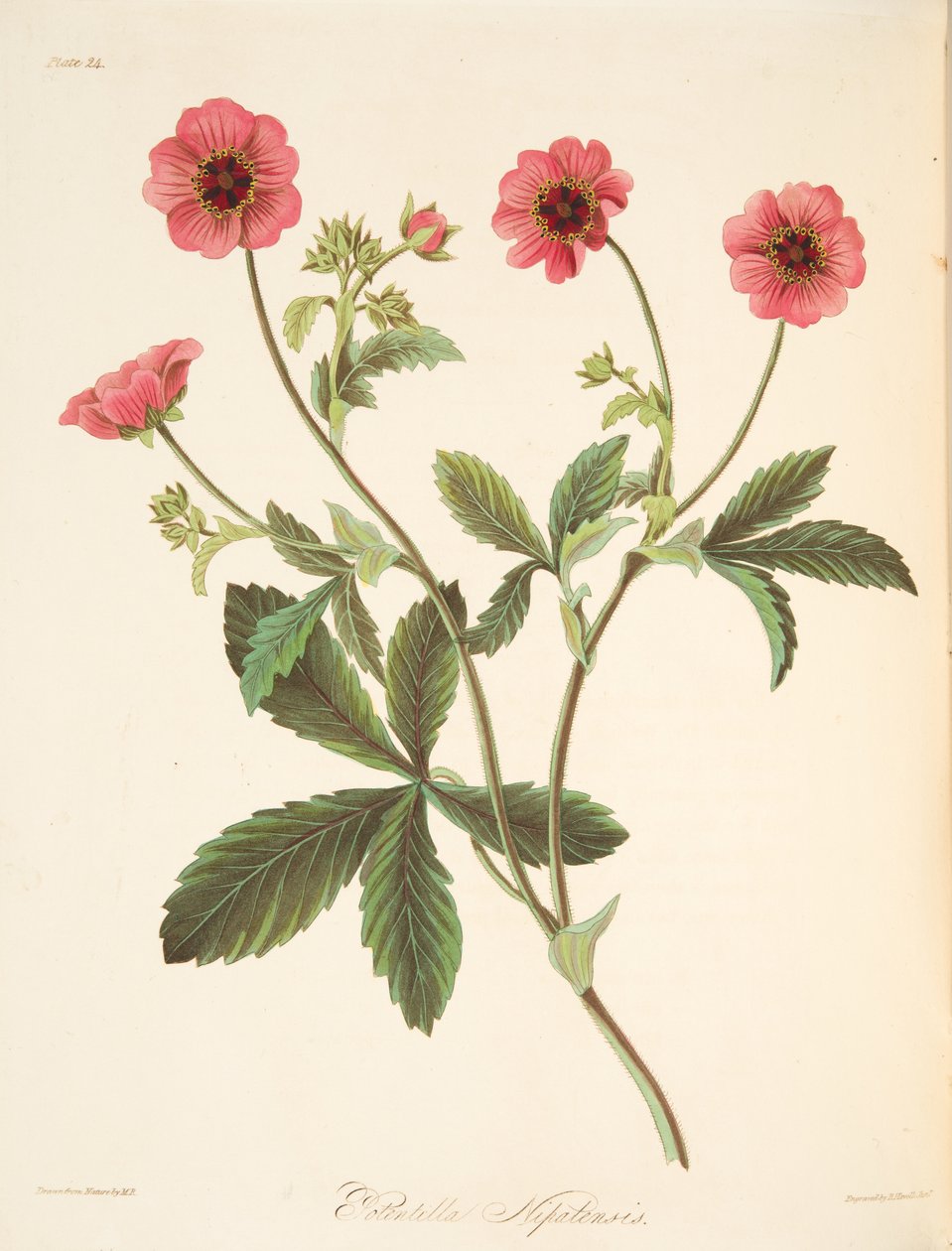 Nipal Potentilla, uit Bloemillustraties van de Seizoenen, uitgegeven 1829 door Margaret Roscoe