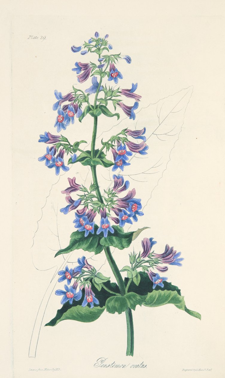 Ovaatbladige Penstemon, uit Bloemillustraties van de Seizoenen, uitgegeven 1829 door Margaret Roscoe