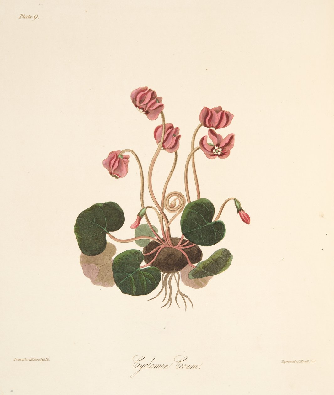 Rondbladige Cyclamen, uit Bloemillustraties van de Seizoenen, uitgegeven 1829 door Margaret Roscoe