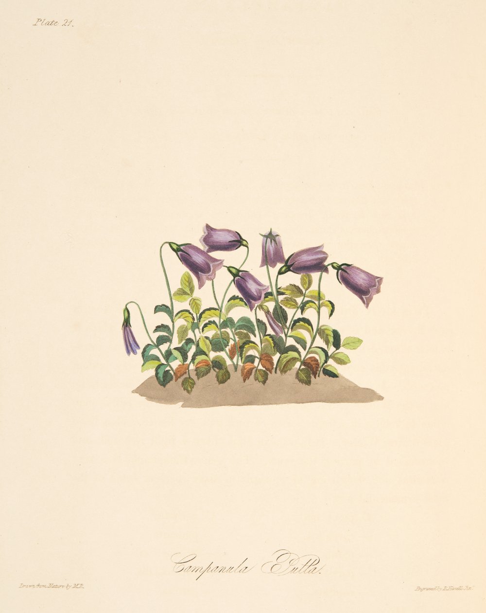Rode Klokbloem, uit Bloemillustraties van de Seizoenen, uitgegeven 1829 door Margaret Roscoe