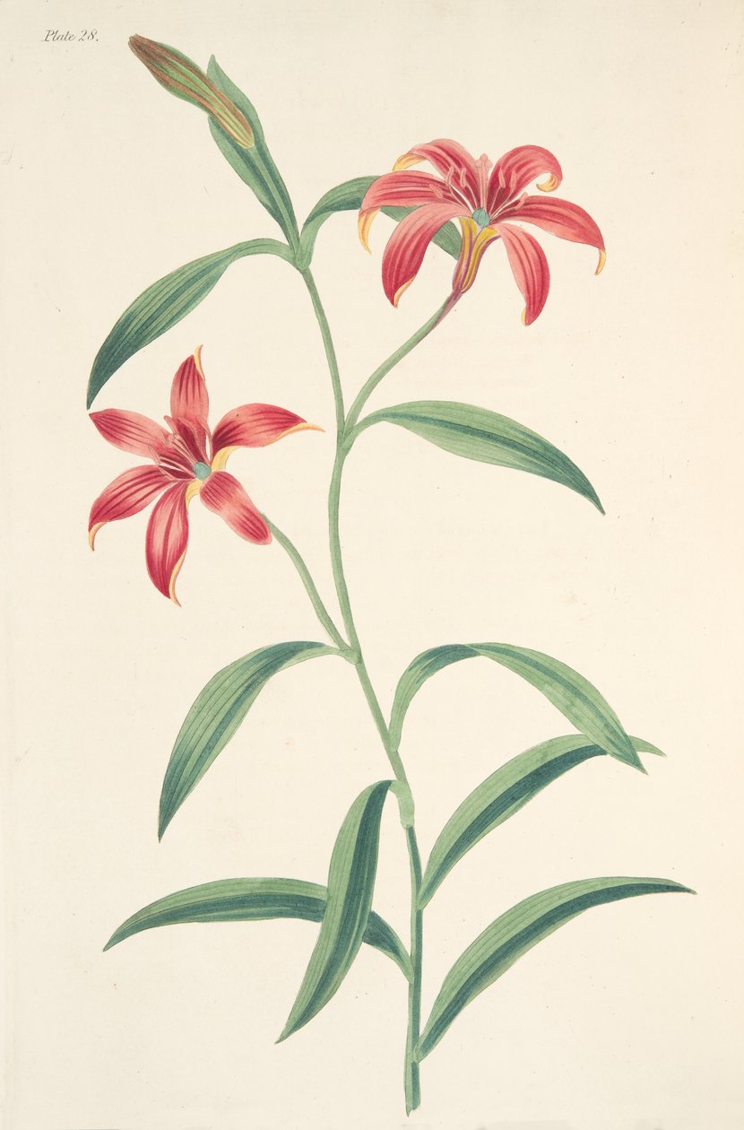 Zelfgekleurde Chinese Lelie, uit Bloemillustraties van de Seizoenen, uitgegeven 1829 door Margaret Roscoe